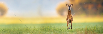 Young roe deer buck spring forward and approaching from front view / Photodune, Misc