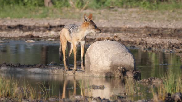 Black-backed jackal at a water pool