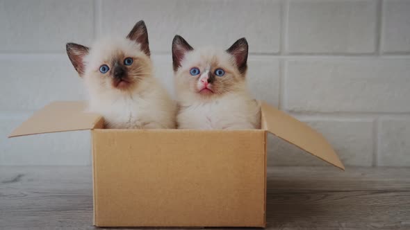 Two Little Kitten Sit in Cardboard Box