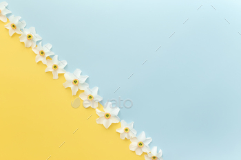 Summertime concept on yellow and blue background with flower heads of daffodil / Photodune, Misc