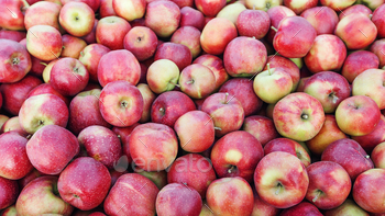 Collected from trees in large wooden pallet containers. Fruit harvest, farm business and juicy / Photodune, Misc