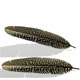Low poly Feather - 3DOcean Item for Sale