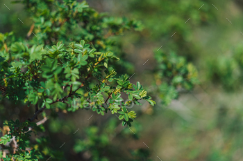 Branches with leaves of wild rose close-up. Spring time concept / Photodune, Misc