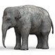 Baby Elephant With PBR Textures - 3DOcean Item for Sale