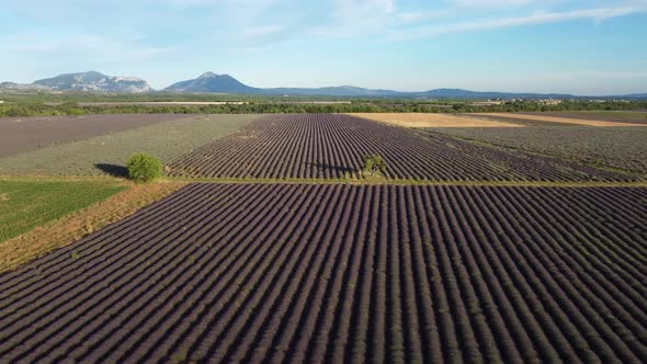 Lavender field in Valensole aerial view, agriculture farming in Provence, France