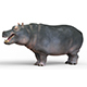 Hippopotamus With PBR Textures - 3DOcean Item for Sale