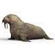 Walrus With PBR Textures - 3DOcean Item for Sale