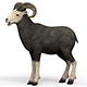 Sheep With PBR Textures - 3DOcean Item for Sale