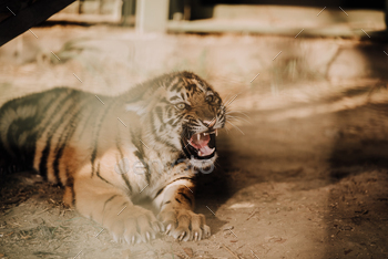 close up view of cute tiger cub at zoo / Photodune, Misc
