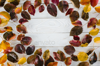 Top view of circle of colored autumn leaves on a white wooden surface / Photodune, Misc