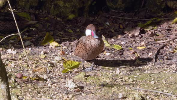 Close up shot of shore duck sunbathing, red beak brown plumage