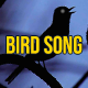 Night Bird Song Near the City