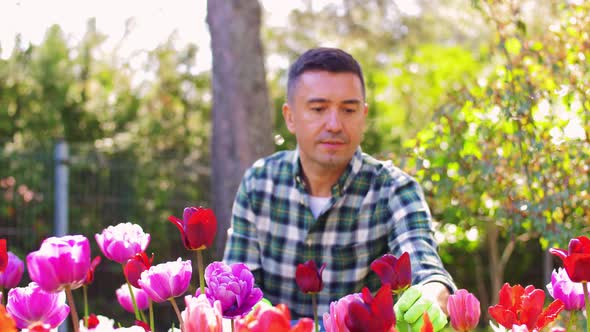 Middle-aged Man Taking Care of Flowers at Garden