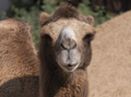 Portrait Of A Graceful Two-humped Camel Resting In The Shade. - PhotoDune Item for Sale