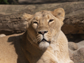Portrait Lioness Basking In The Warm Sun After Dinner. - PhotoDune Item for Sale