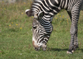 African Beautiful Zebra Eating Fresh Green Grass. - PhotoDune Item for Sale
