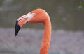 Portrait Of A Pink Flamingo In A Profile. - PhotoDune Item for Sale