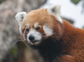 Red Panda, Firefox Or Lesser Panda Ailurus Fulgens On The Tree. - PhotoDune Item for Sale