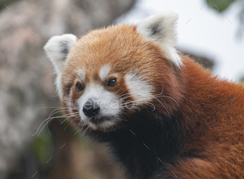 Red Panda, Firefox Or Lesser Panda Ailurus Fulgens On The Tree.