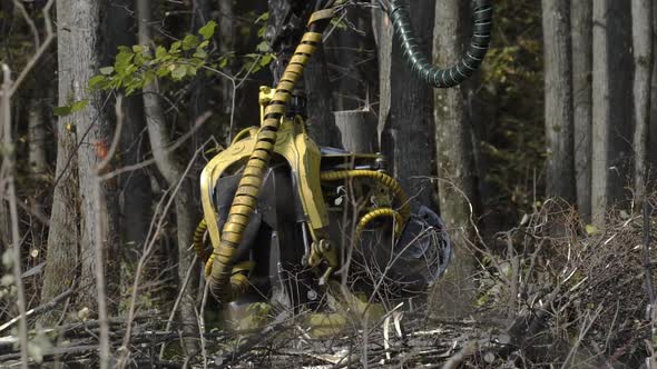 Slow Motion of Logging Machine Cutting Down Trees, Cutting Branches and Laying Trunks for Further