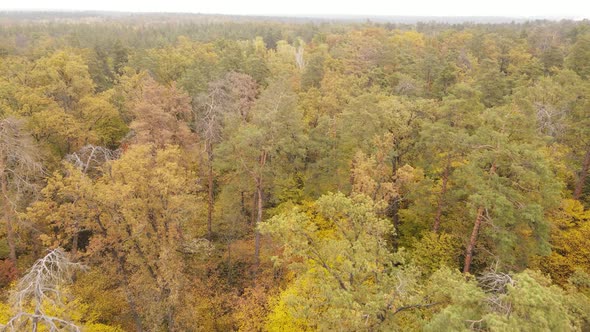 Trees in the Forest on an Autumn Day