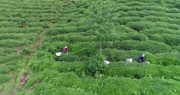 Tea Terrace And Workers Aerial View 