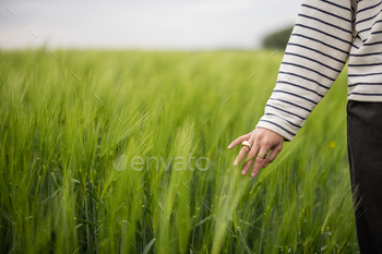 Woman hand touching ears of rye. Green rye field / Photodune, Misc