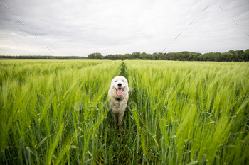 Happy big white sheepdog walking on green rye field / Photodune, Misc