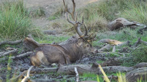Male Red Deer Stag (cervus elaphus) cooling off rolling in mud on a hot day during deer rut in the w