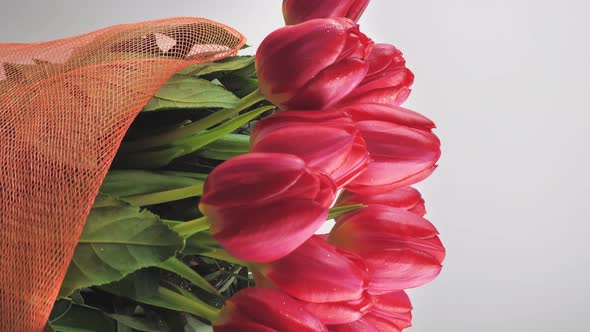 Close Up Slow Motion Pink and Red Tulips