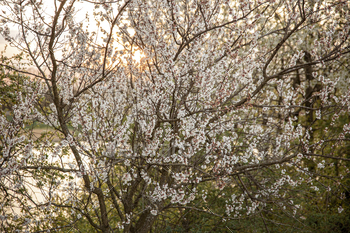 Blooming spring trees at sunset in the forest. / Photodune, Misc