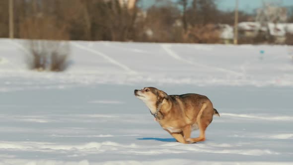 Funny Small Mixed Breed Dog Running Outdoor In Snow