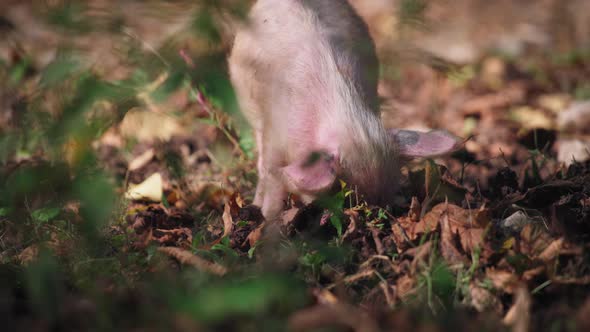 A piglet digging the ground