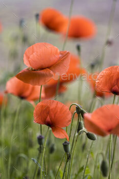 poppy field / Photodune, Misc