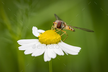 hover fly on a daisy / Photodune, Misc