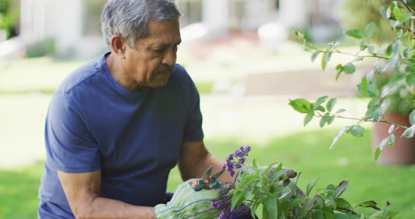 Video of focused biracial senior man taking care of plants in garden