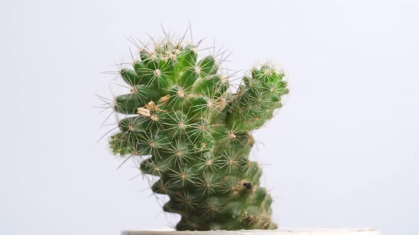 Close Up Of Mammillaria Spinosissima Plant Revolving Around Itself On The White Screen Background