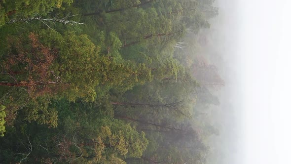 Vertical Video Fog in the Forest Aerial View