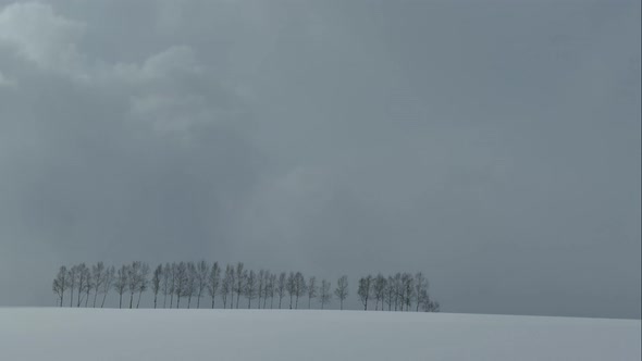 Tree and Branch stand with snow in winter