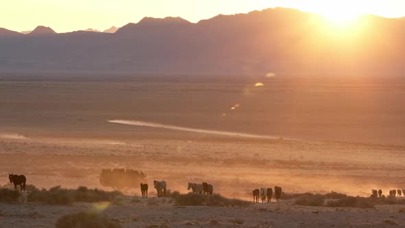 Sun setting over the Utah desert as horses walk through the dusty landscape