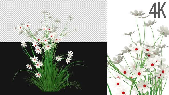 Susans Flower Growing alt