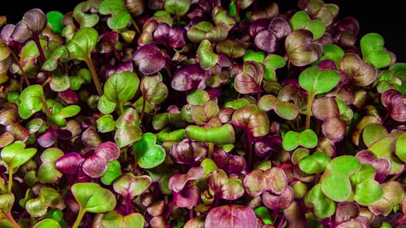 Red Radish Sango Microgreens Moving Seedling in Timelapse. Fresh Sprouts Grows Up Fast Concept