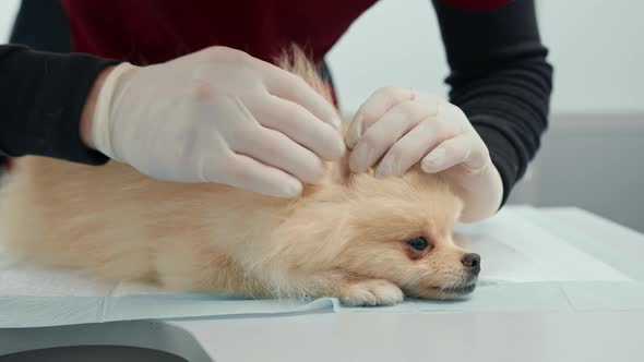 Veterinarian doctor conducts a health examination of a Spitz puppy dog in a veterinary clinic