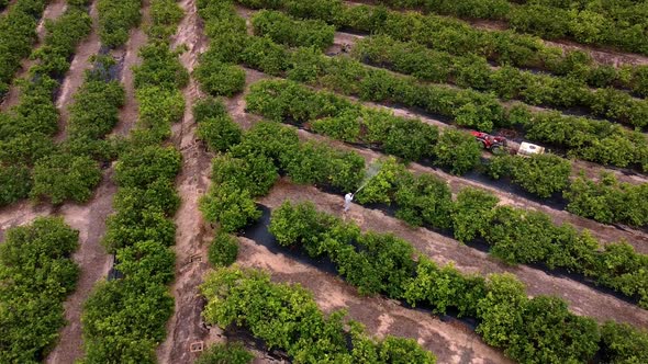 Man spraying pesticides, pesticide, insecticides on fruit lemon growing plantation drone aerial view