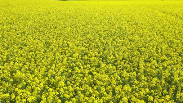 Rapeseed Field 03