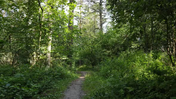 Forest with Trees on a Summer Day Slow Motion