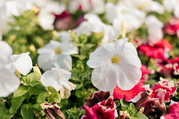 Colorful red and white petunias. Beautiful petunia flowers wallpaper. Spring background / Photodune, Misc