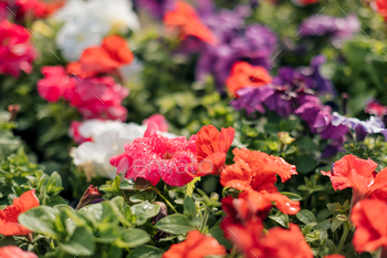 カラフルな赤、白、紫のペチュニア。美しいペチュニアの花の壁紙 / Photodune, Misc