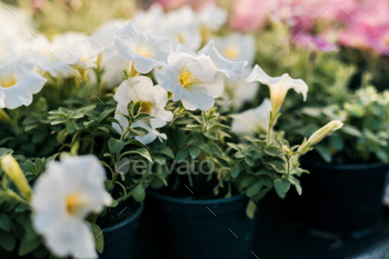 Blooming white petunia in a pot. Seasonal potted flowers on the terrace, in the garden / Photodune, Misc