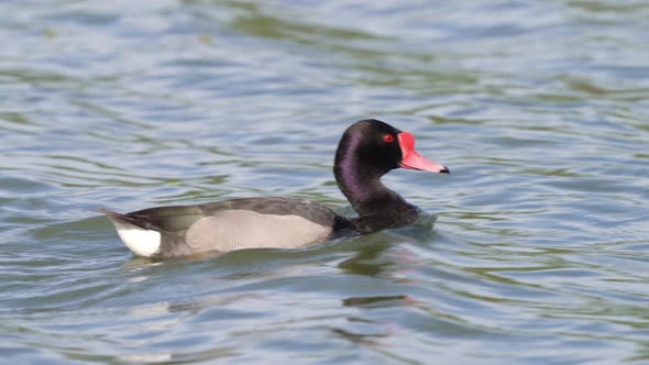 Male drake, rosy-billed pochard, netta peposaca swimming against the water current, creating its own